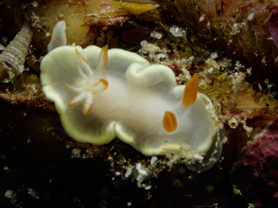 Ardeadoris angustolutea